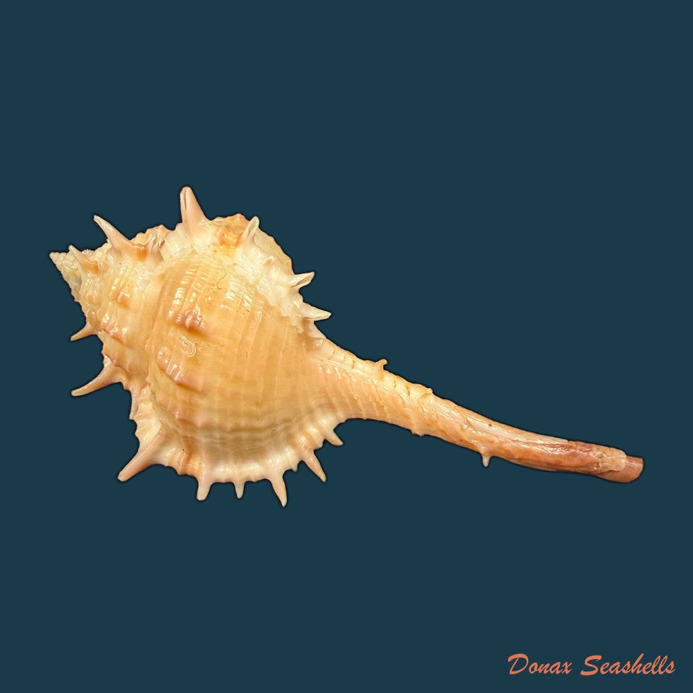 vokesimurex-bayeri-petuch-2001-94mm-copia