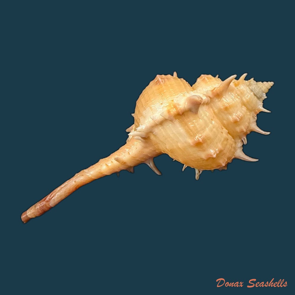 vokesimurex-bayeri-petuch-2001-94mm-copia