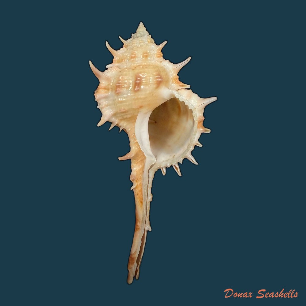 vokesimurex-bayeri-petuch-2001-94mm-copia