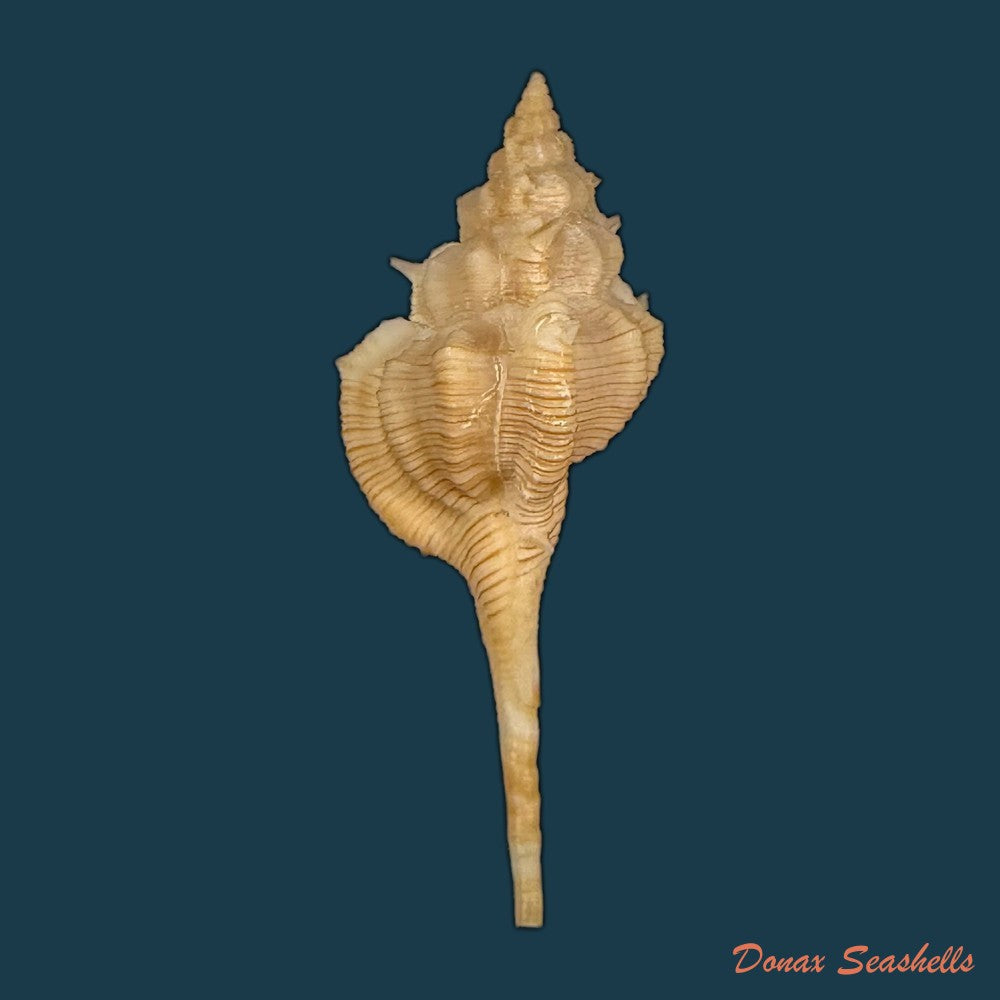 vokesimurex-bellus-reeve-1845-50-4mm-copia-1