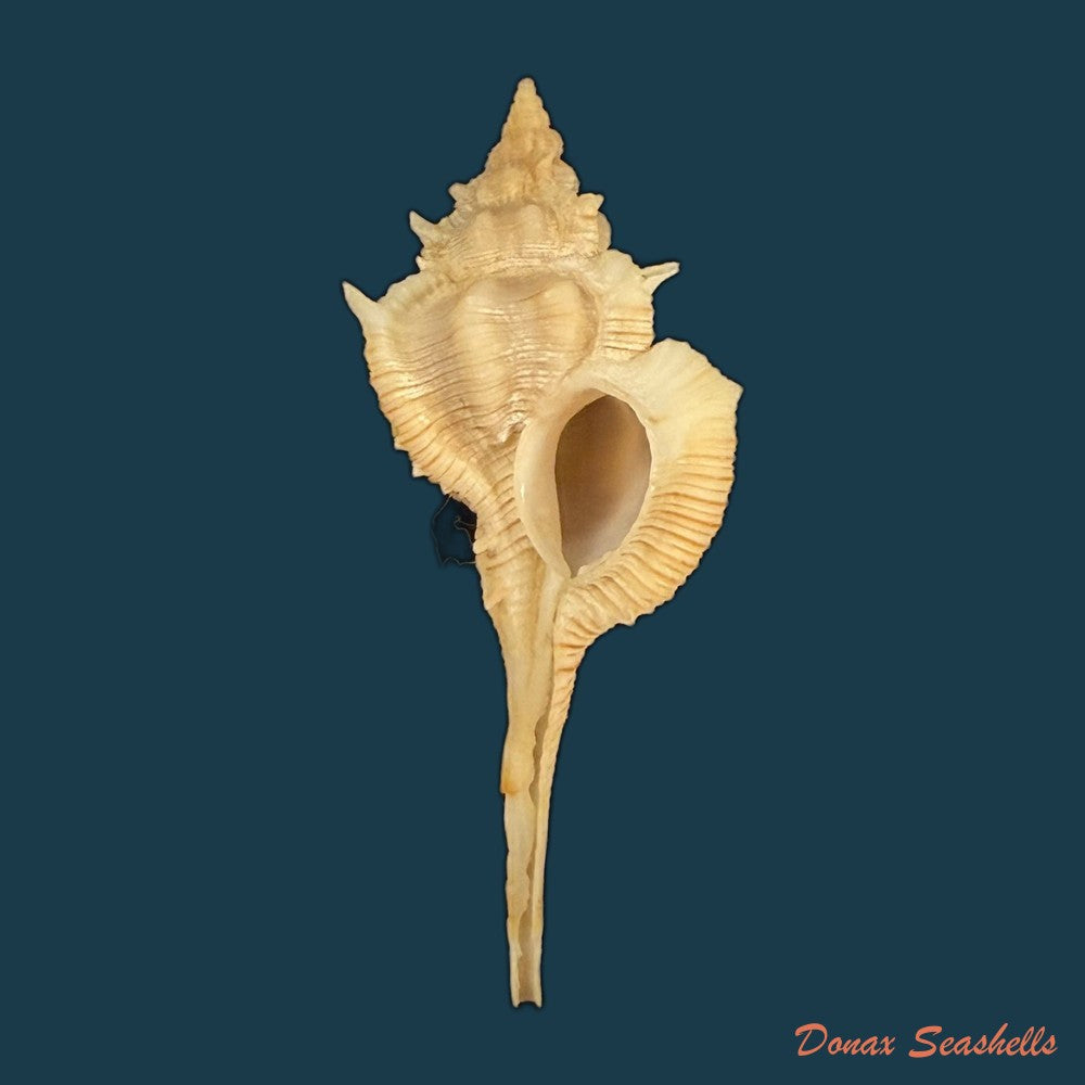 vokesimurex-bellus-reeve-1845-50-4mm-copia-1