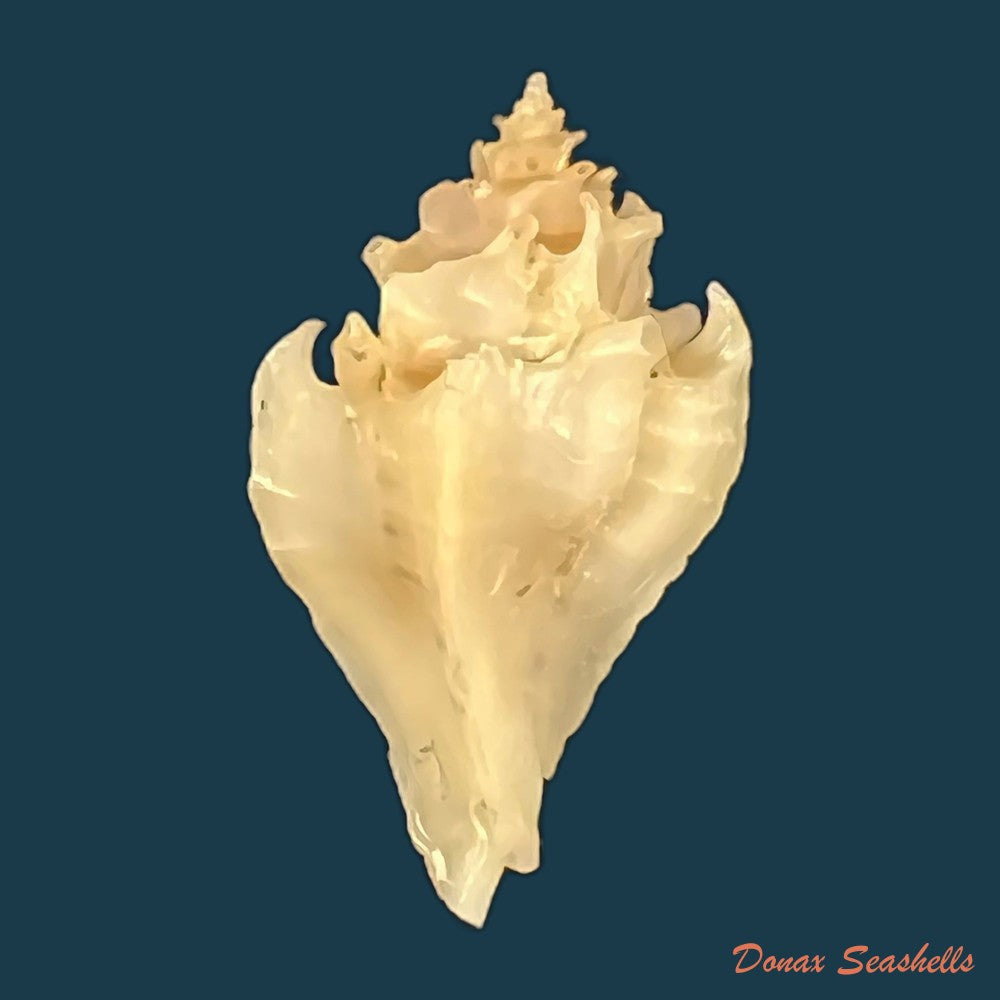 vokesimurex-bellus-reeve-1845-50-4mm-copia