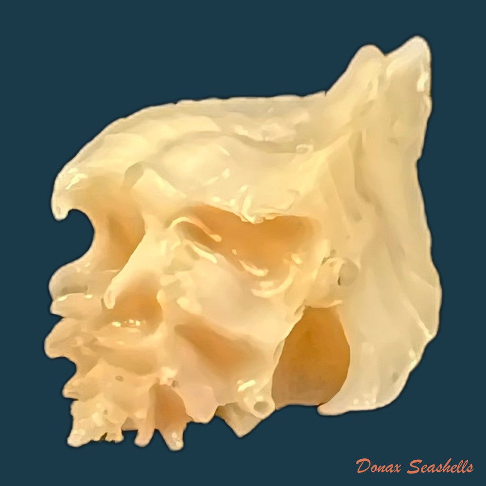 vokesimurex-bellus-reeve-1845-50-4mm-copia