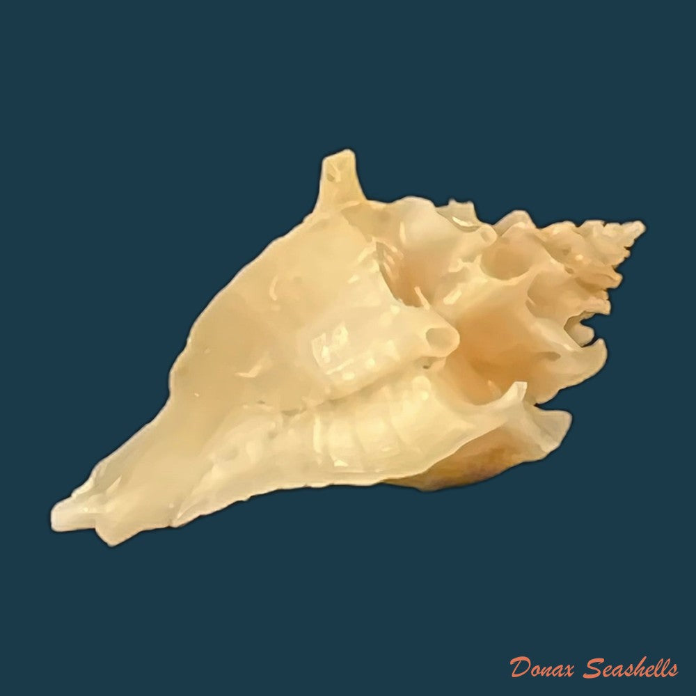 vokesimurex-bellus-reeve-1845-50-4mm-copia
