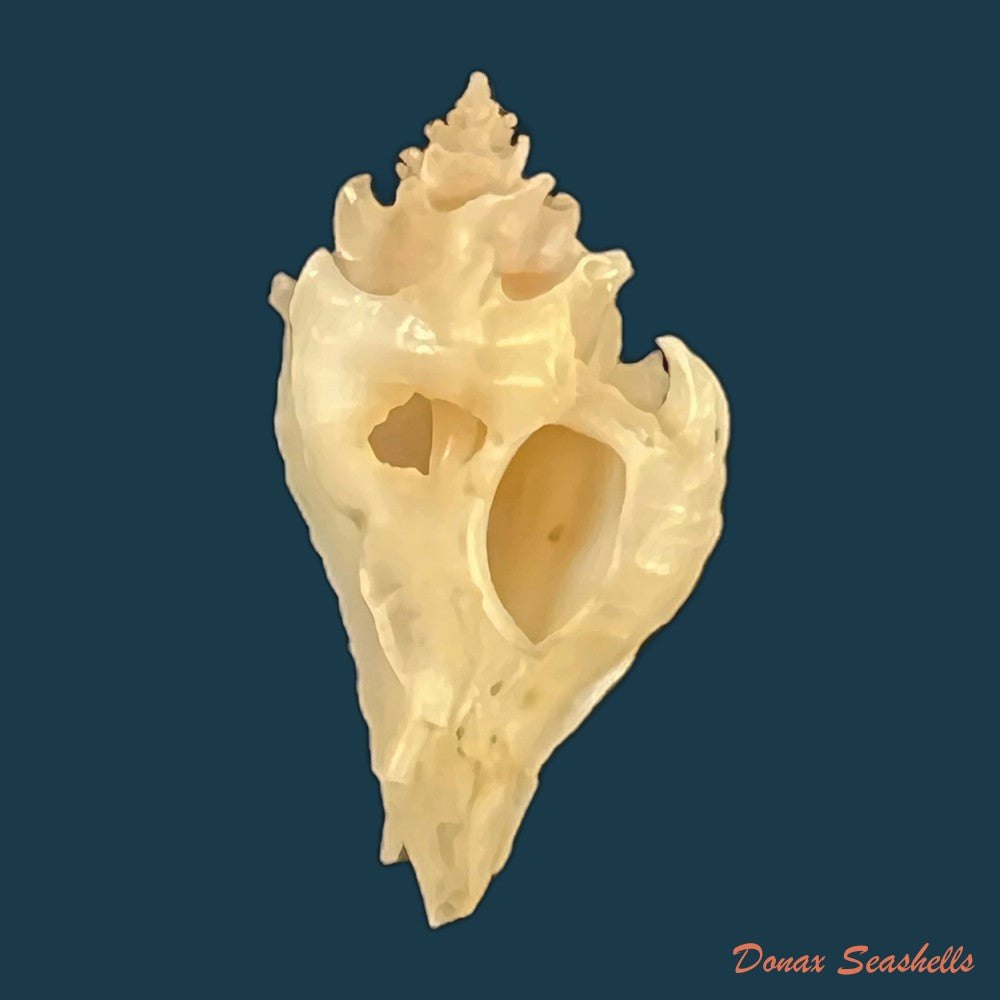 vokesimurex-bellus-reeve-1845-50-4mm-copia