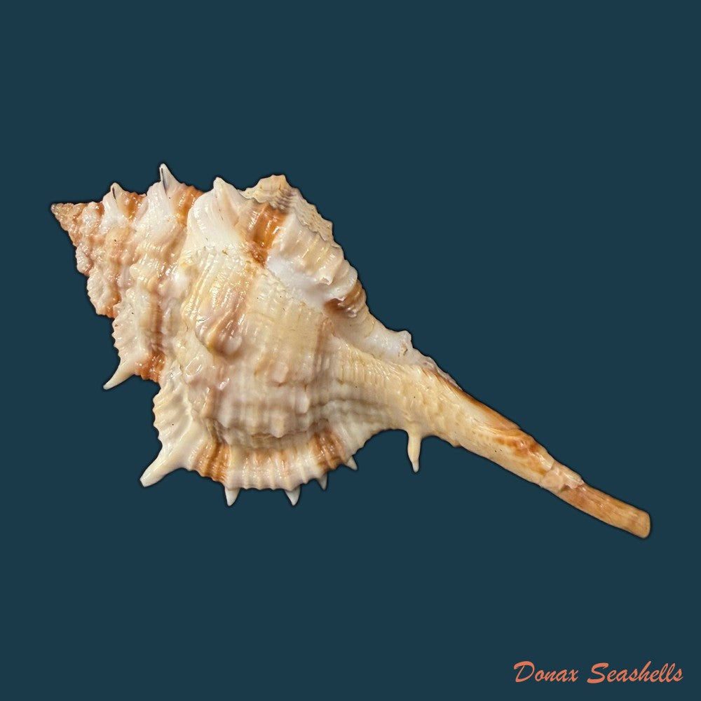 vokesimurex-cf-garciai-petuch-1987-62mm-copia
