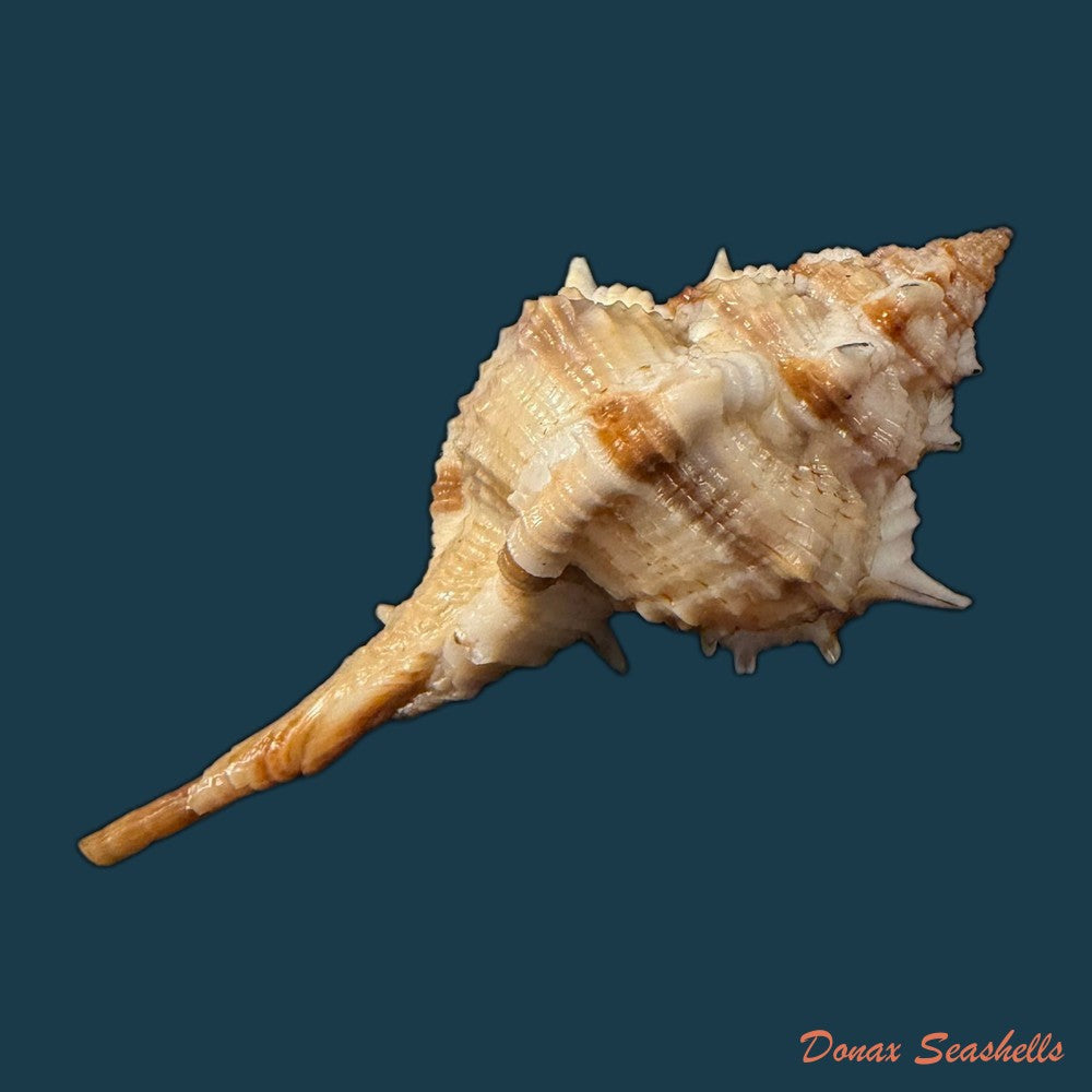 vokesimurex-cf-garciai-petuch-1987-62mm-copia