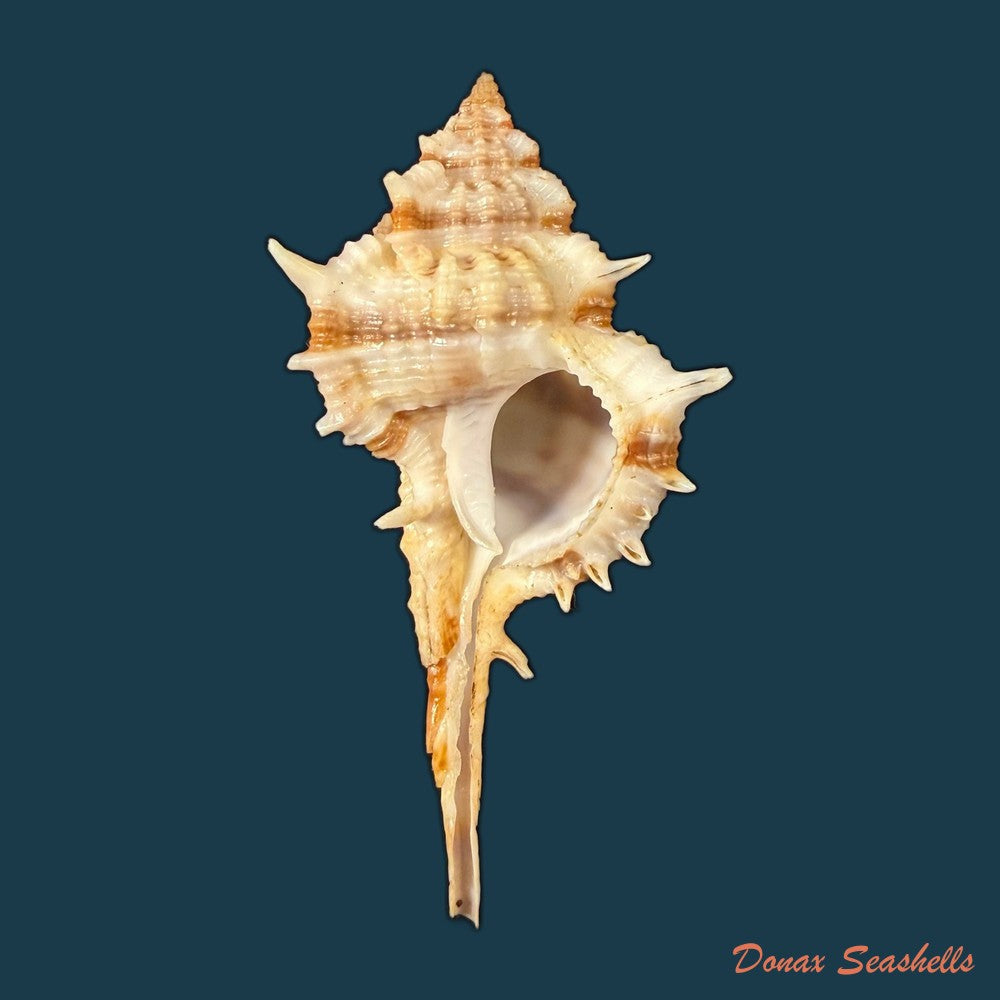 vokesimurex-cf-garciai-petuch-1987-62mm-copia