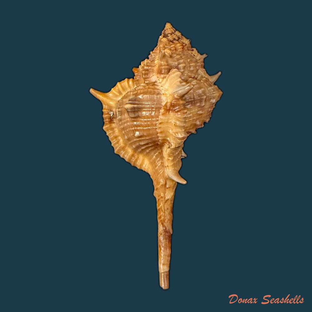 vokesimurex-garciai-petuch-1987-51-5mm-copia