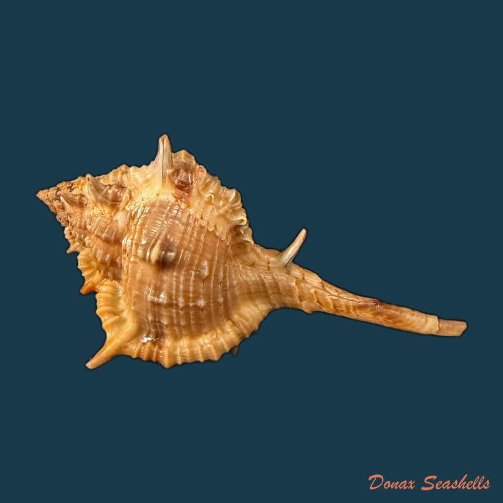 vokesimurex-garciai-petuch-1987-51-5mm-copia