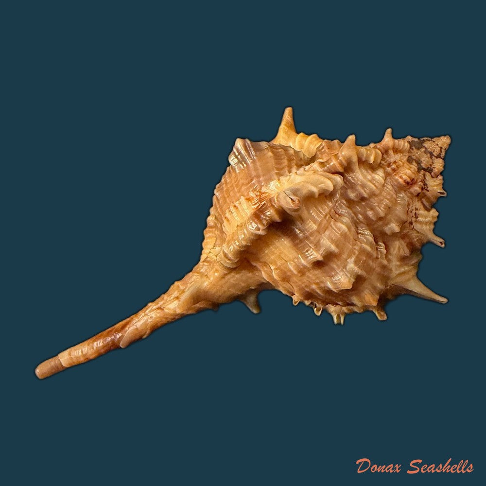 vokesimurex-garciai-petuch-1987-51-5mm-copia