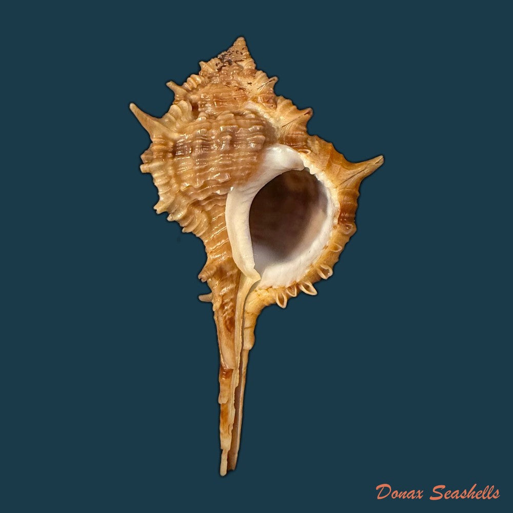 vokesimurex-garciai-petuch-1987-51-5mm-copia