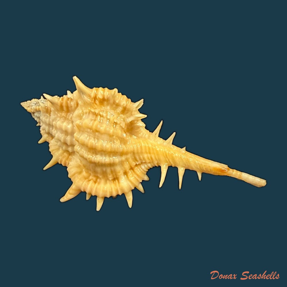 vokesimurex-olssoni-vokes-1967-33-2mm-copia