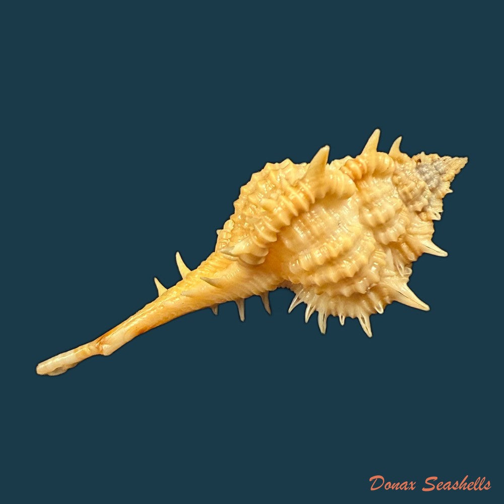 vokesimurex-olssoni-vokes-1967-33-2mm-copia