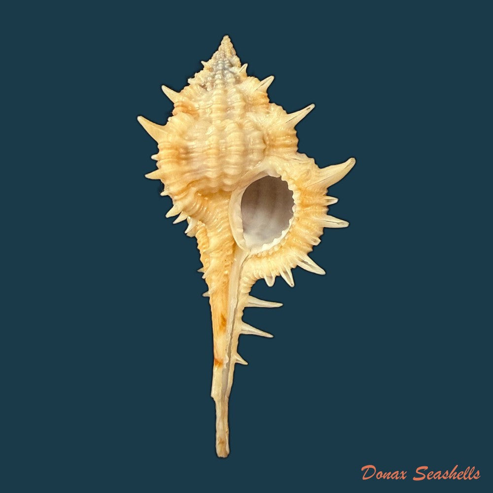 vokesimurex-olssoni-vokes-1967-33-2mm-copia