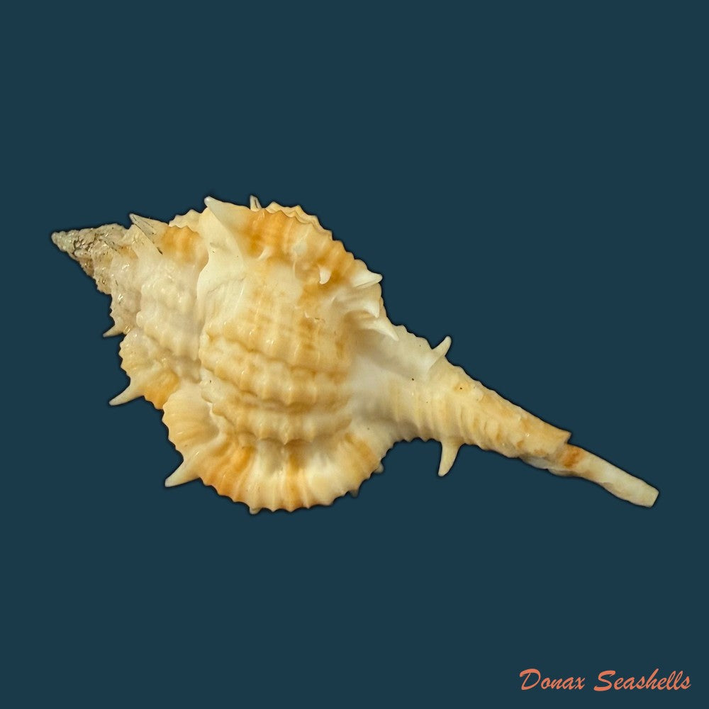 vokesimurex-olssoni-vokes-1967-64mm-copia