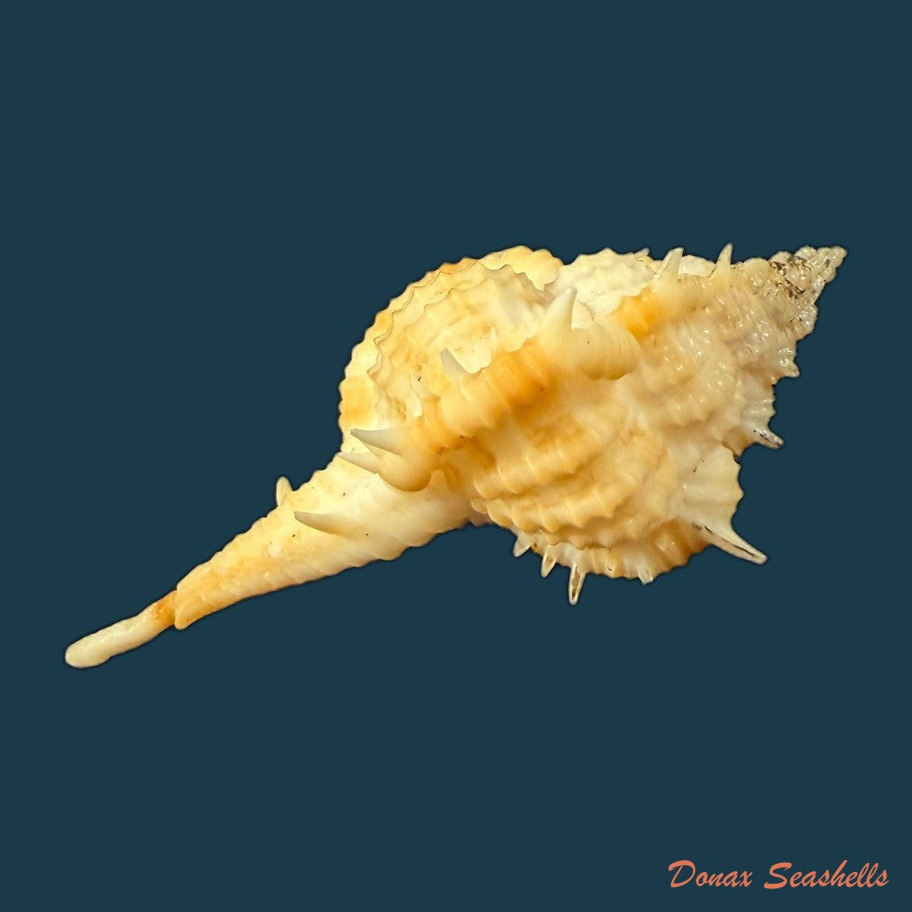 vokesimurex-olssoni-vokes-1967-64mm-copia