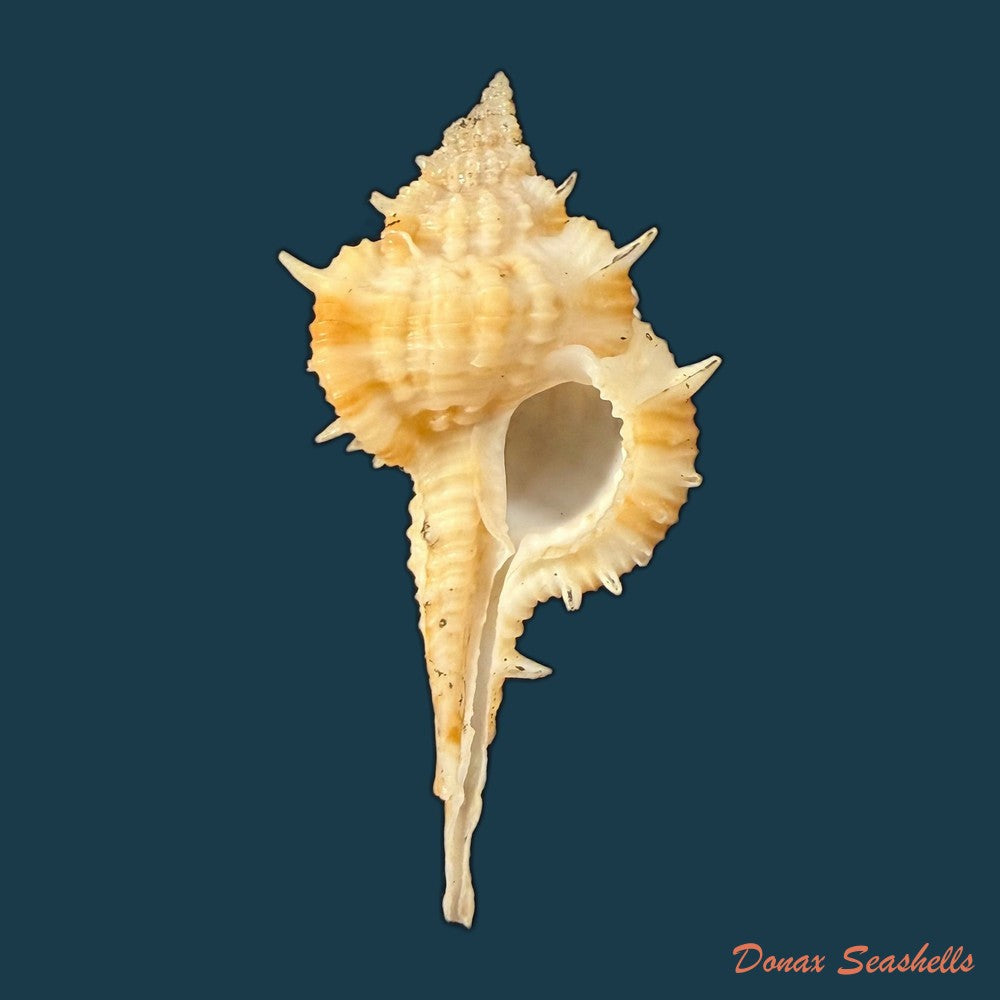 vokesimurex-olssoni-vokes-1967-64mm-copia
