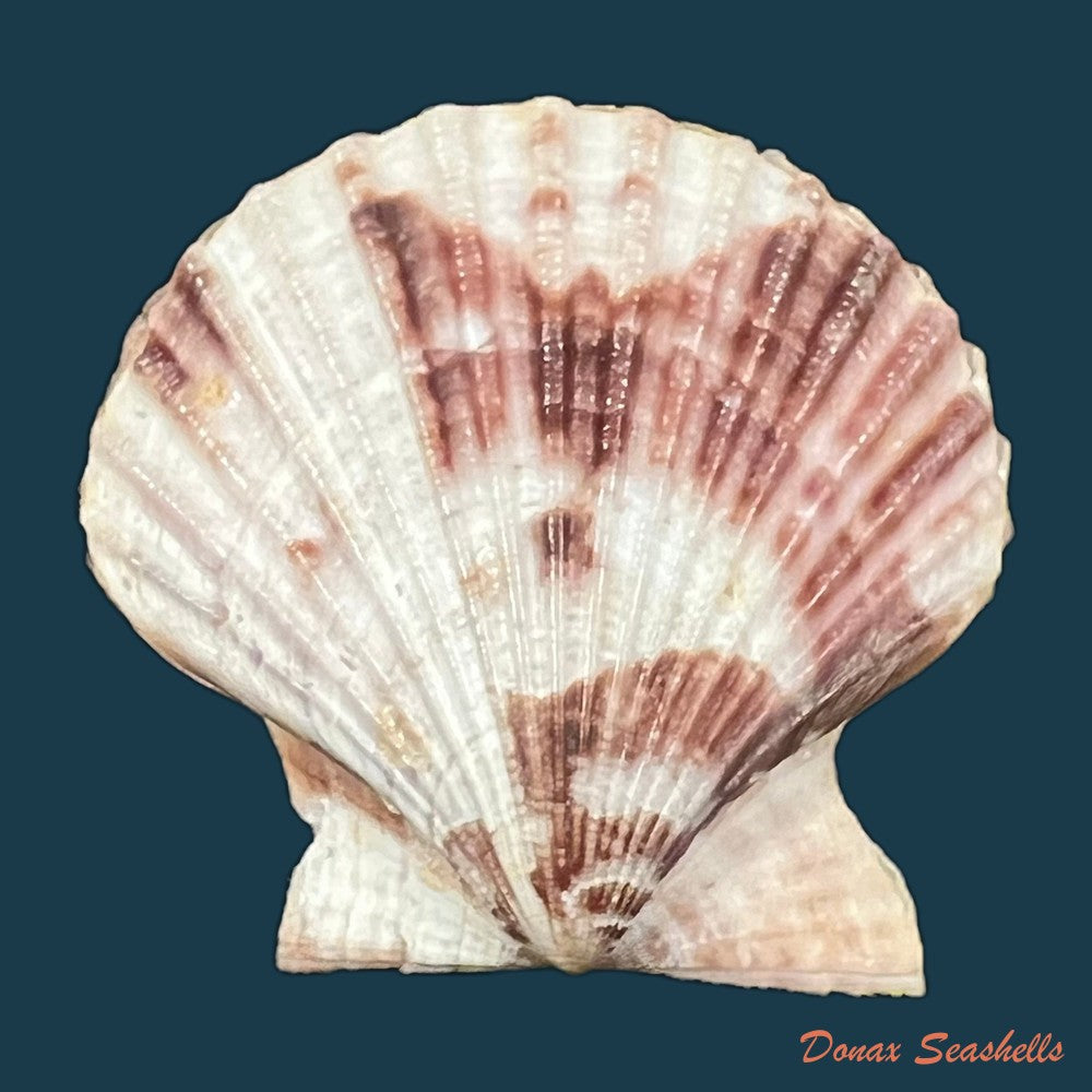 volachlamys-fultoni-g-b-sowerby-iii-1904-23-7mm-copia