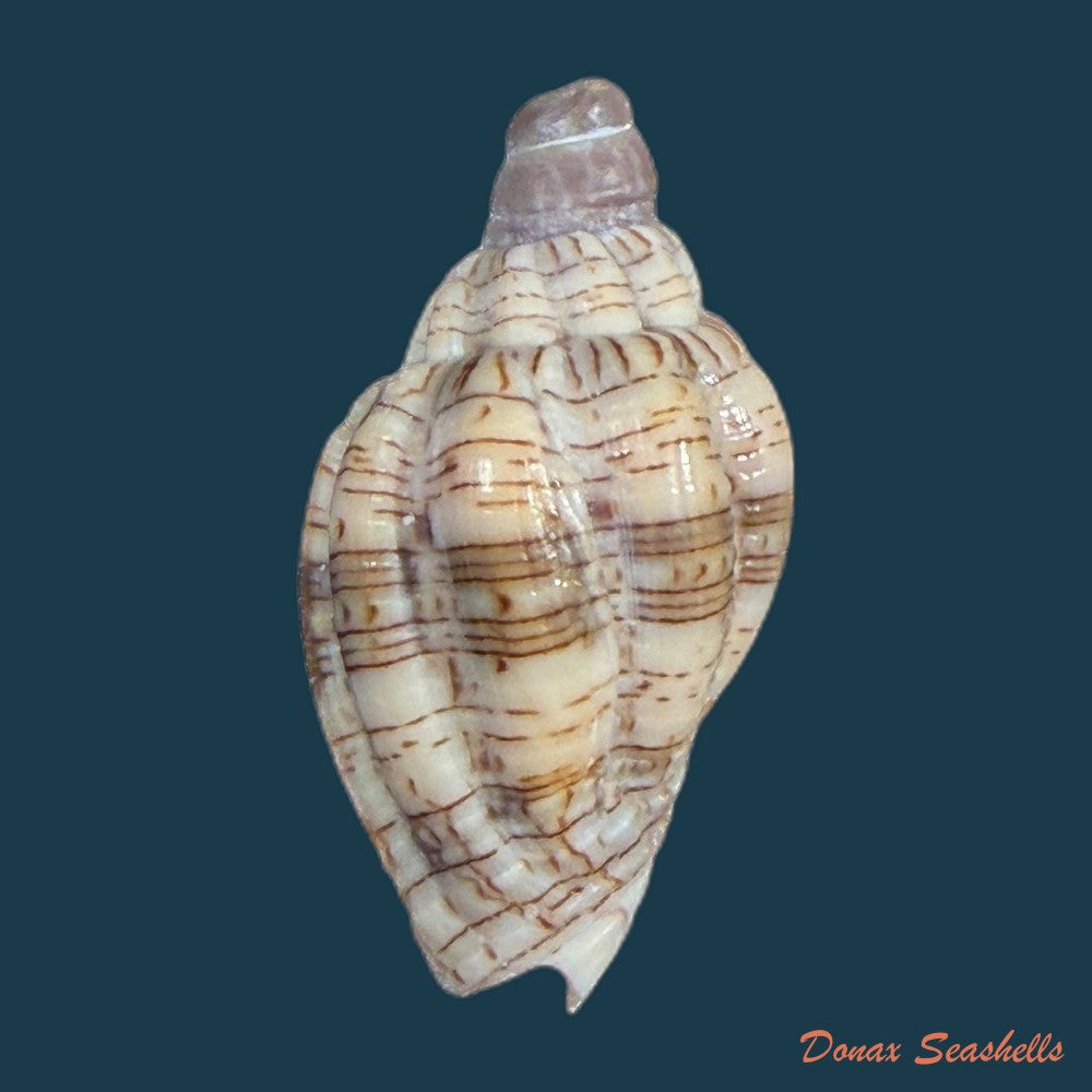 voluta-ebraea-linnaeus-1758-110-2mm-copia