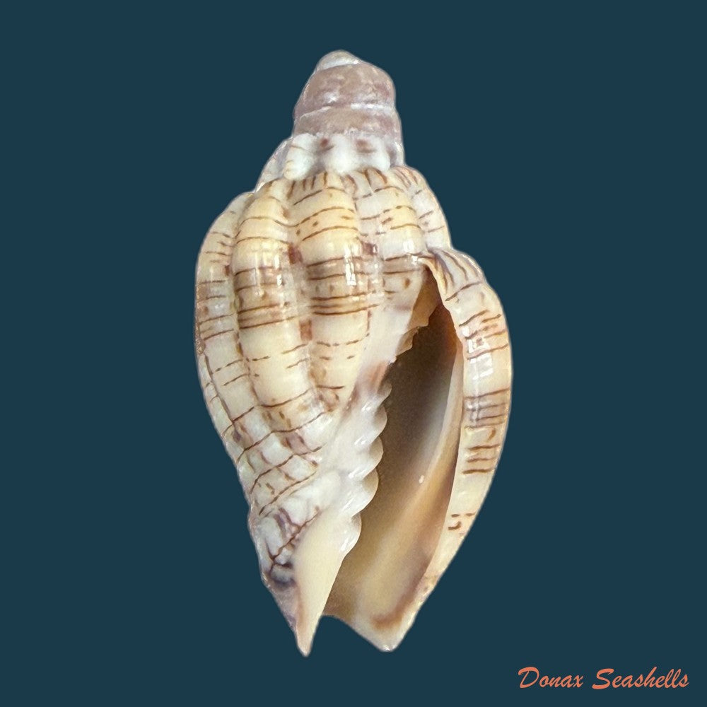 voluta-ebraea-linnaeus-1758-110-2mm-copia