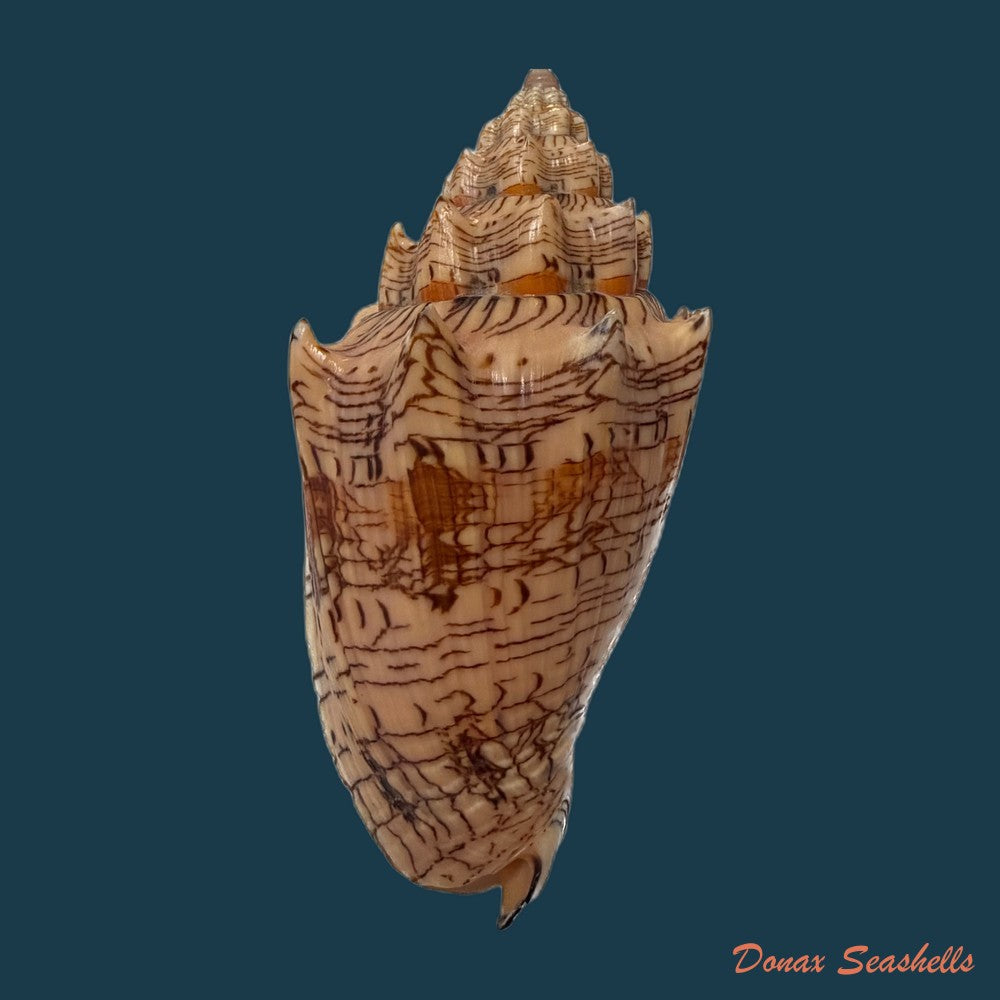 voluta-ebraea-linnaeus-1758-120-2mm-copia
