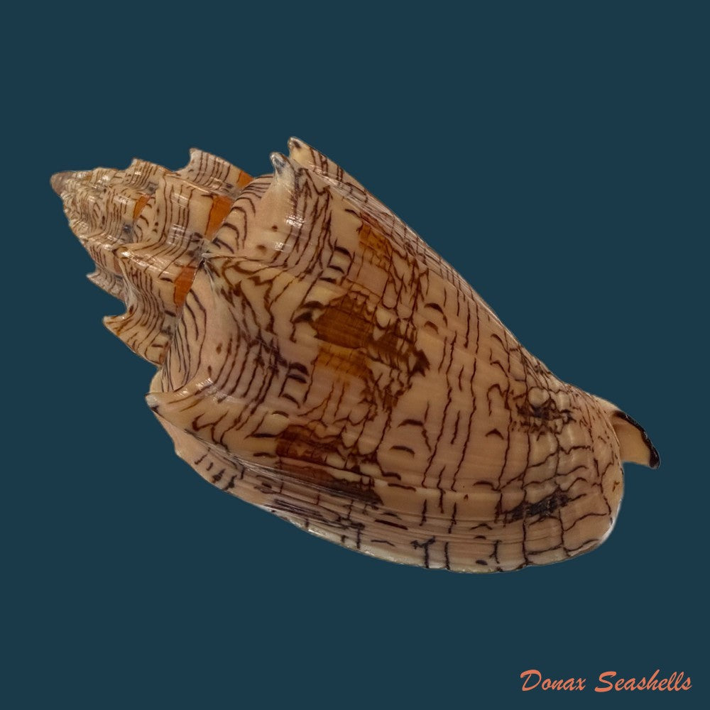 voluta-ebraea-linnaeus-1758-120-2mm-copia