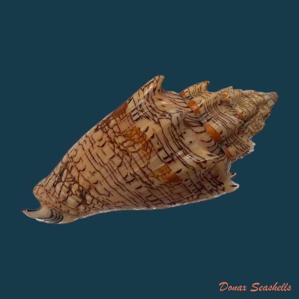 voluta-ebraea-linnaeus-1758-120-2mm-copia