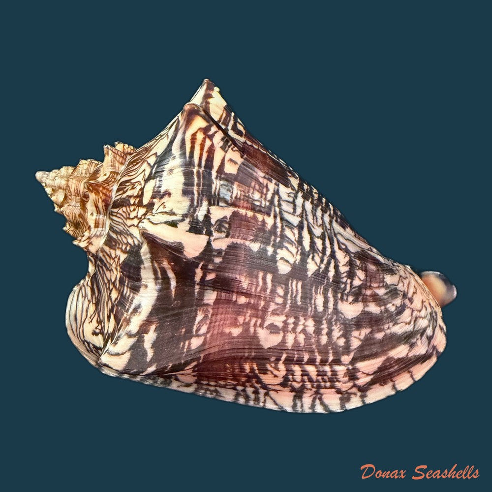 voluta-ebraea-linnaeus-1758-146-4mm-copia