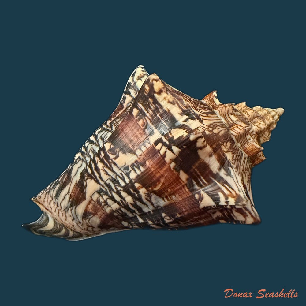 voluta-ebraea-linnaeus-1758-146-4mm-copia