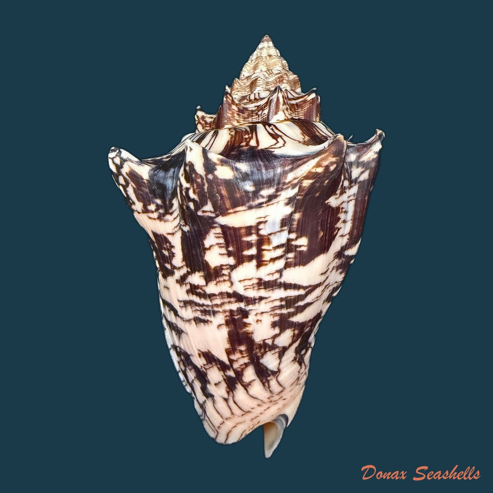 voluta-ebraea-linnaeus-1758-148-6mm-copia