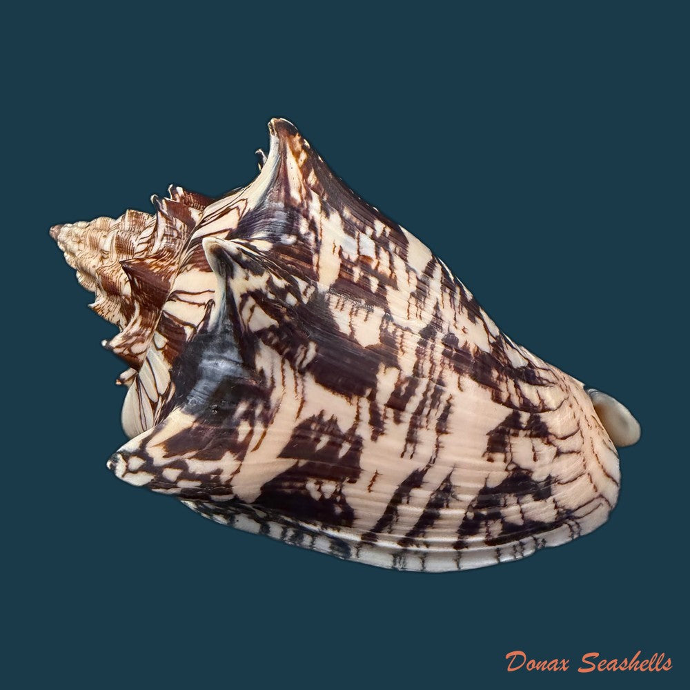voluta-ebraea-linnaeus-1758-148-6mm-copia