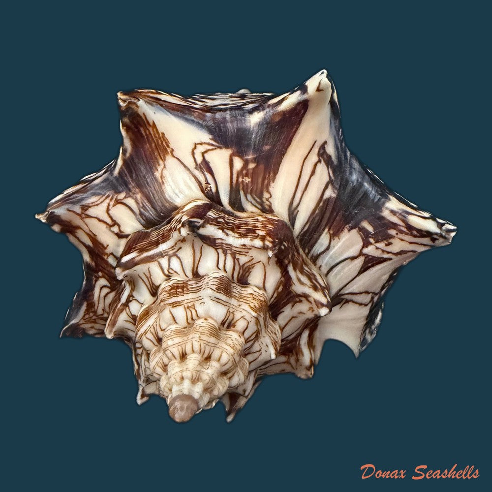 voluta-ebraea-linnaeus-1758-148-6mm-copia