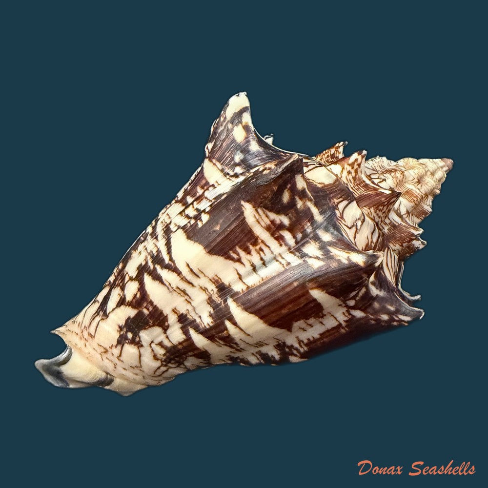 voluta-ebraea-linnaeus-1758-148-6mm-copia