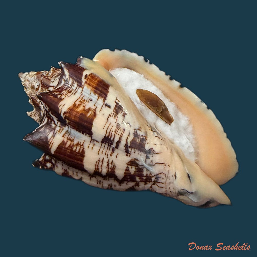 voluta-ebraea-linnaeus-1758-148-6mm-copia