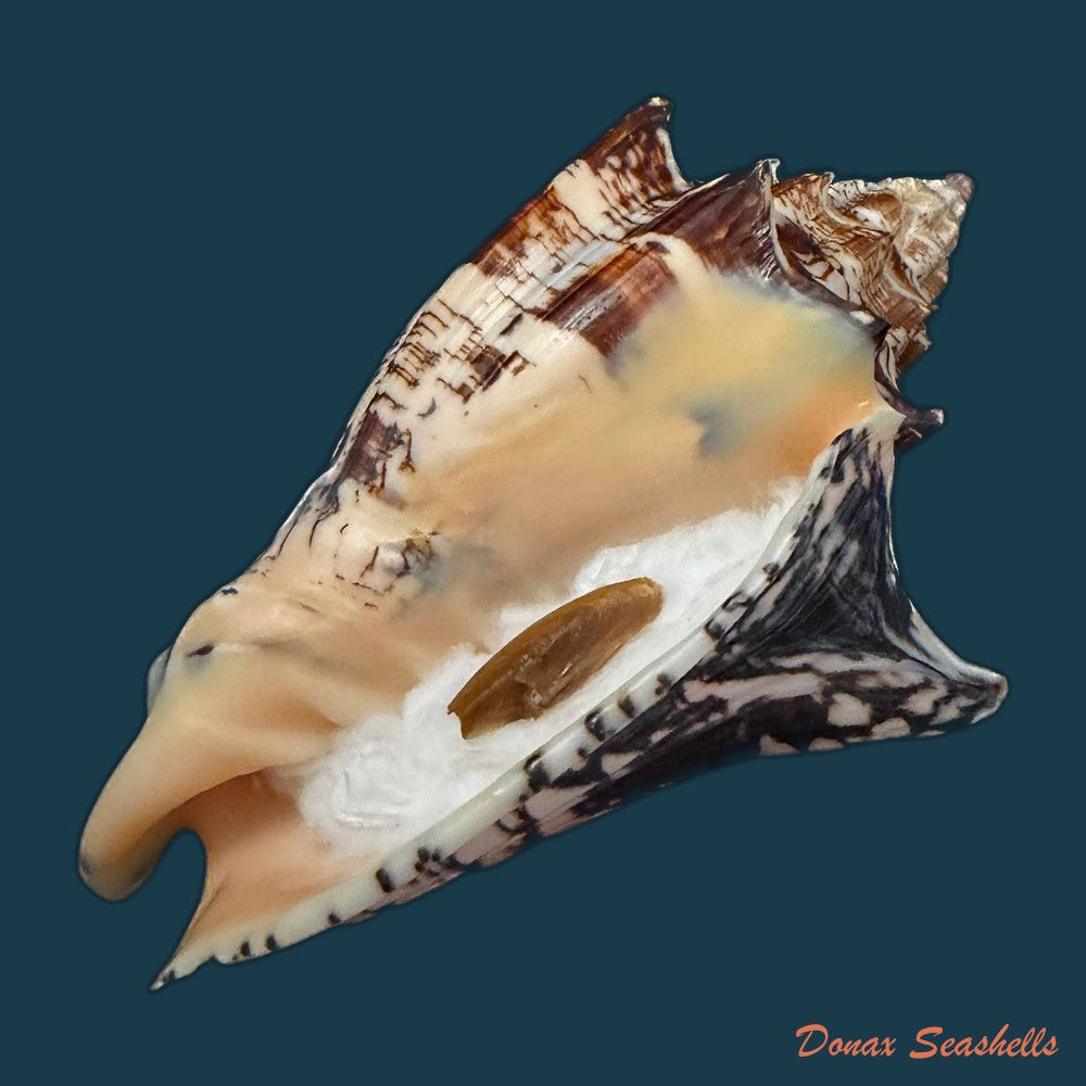 voluta-ebraea-linnaeus-1758-148-6mm-copia