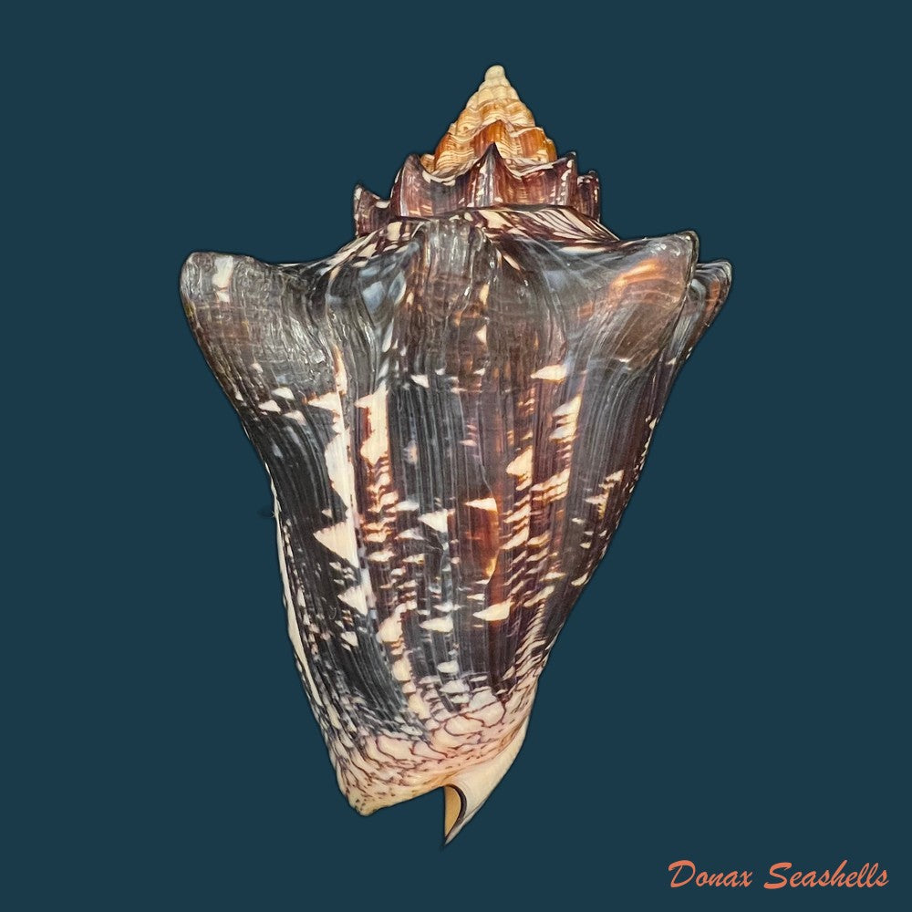 voluta-ebraea-linnaeus-1758-183-2mm-copia