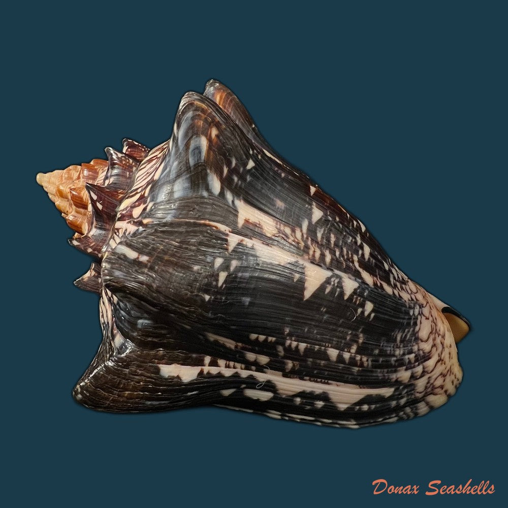 voluta-ebraea-linnaeus-1758-183-2mm-copia