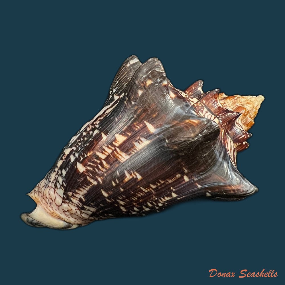 voluta-ebraea-linnaeus-1758-183-2mm-copia