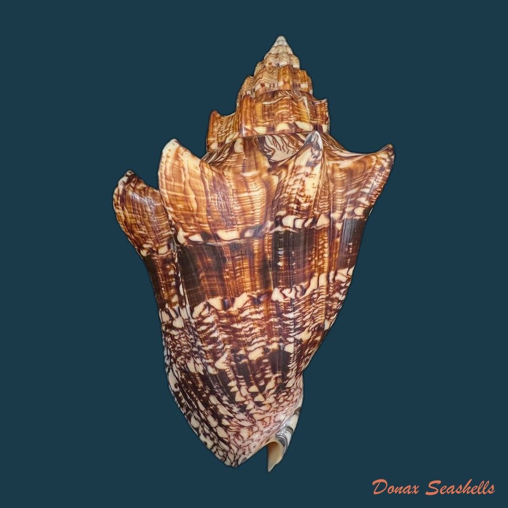 voluta-ebraea-linnaeus-1758-194-1mm-copia-1