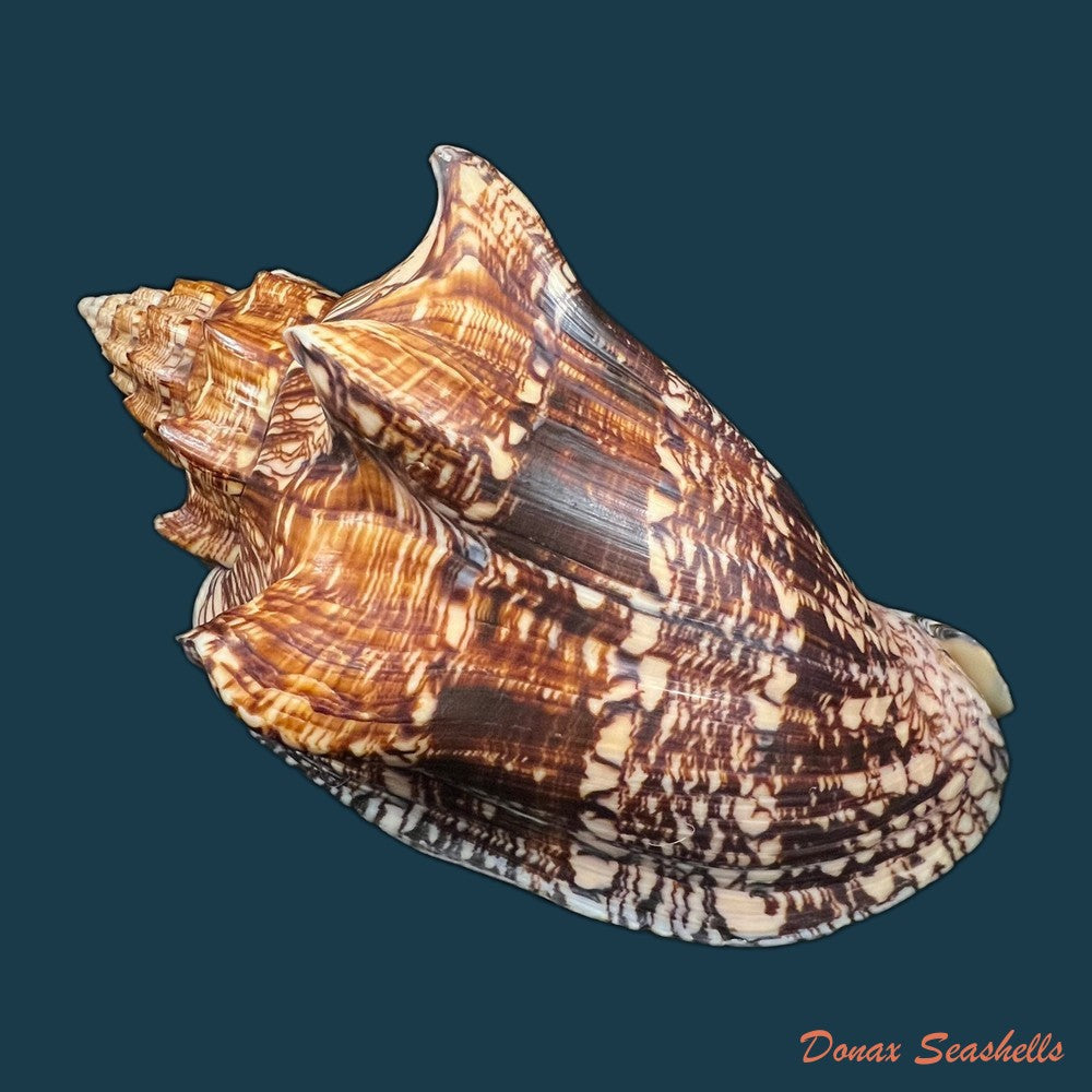 voluta-ebraea-linnaeus-1758-194-1mm-copia-1