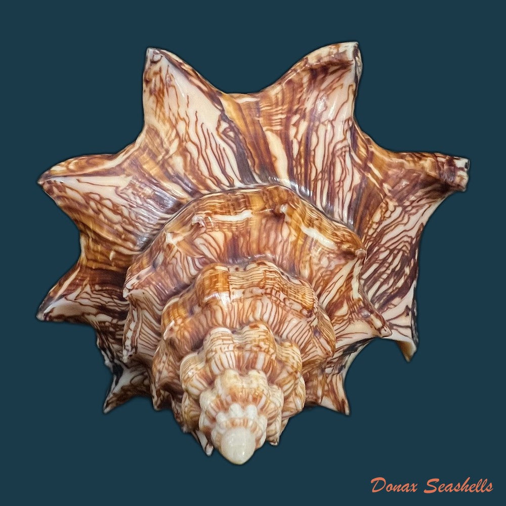 voluta-ebraea-linnaeus-1758-194-1mm-copia-1