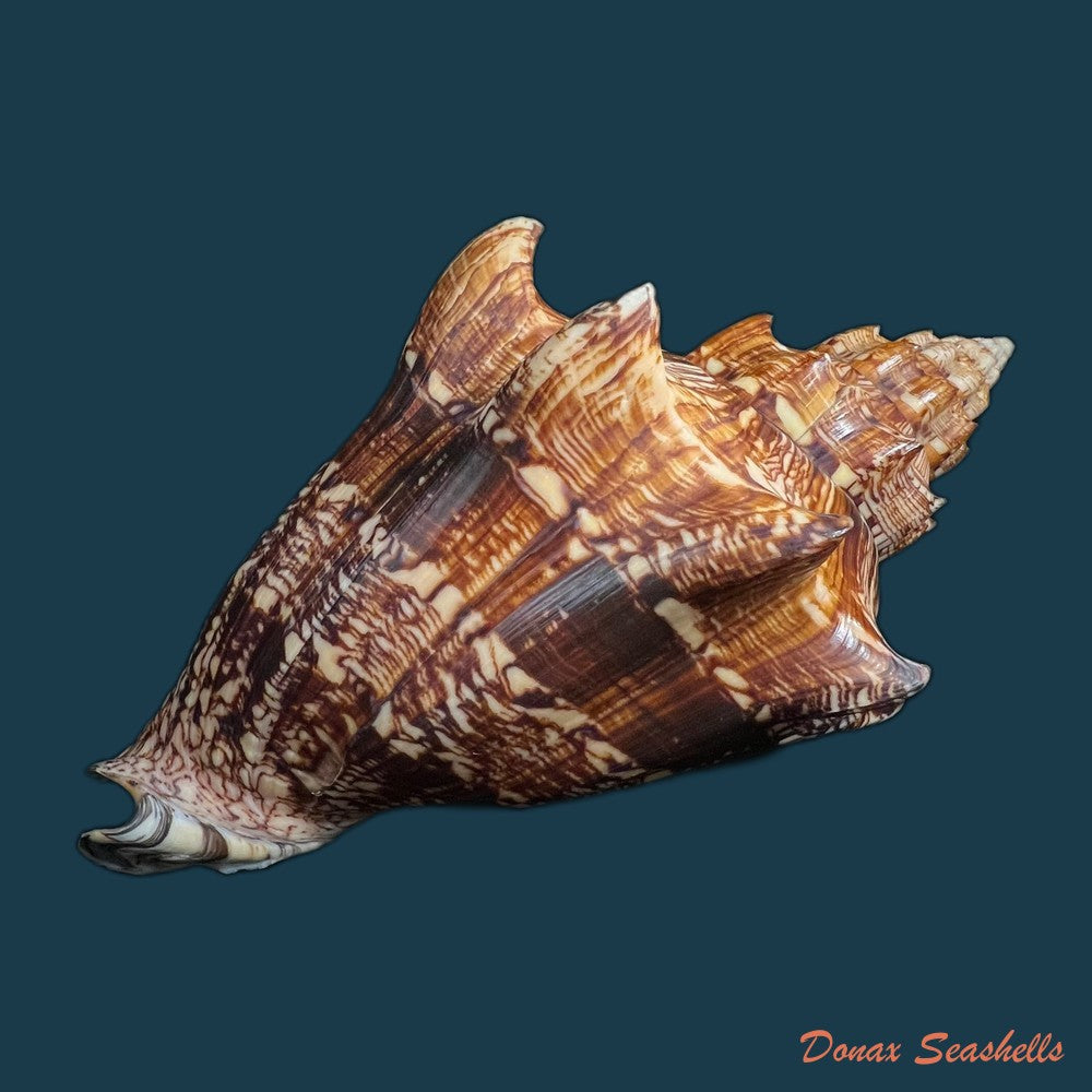 voluta-ebraea-linnaeus-1758-194-1mm-copia-1