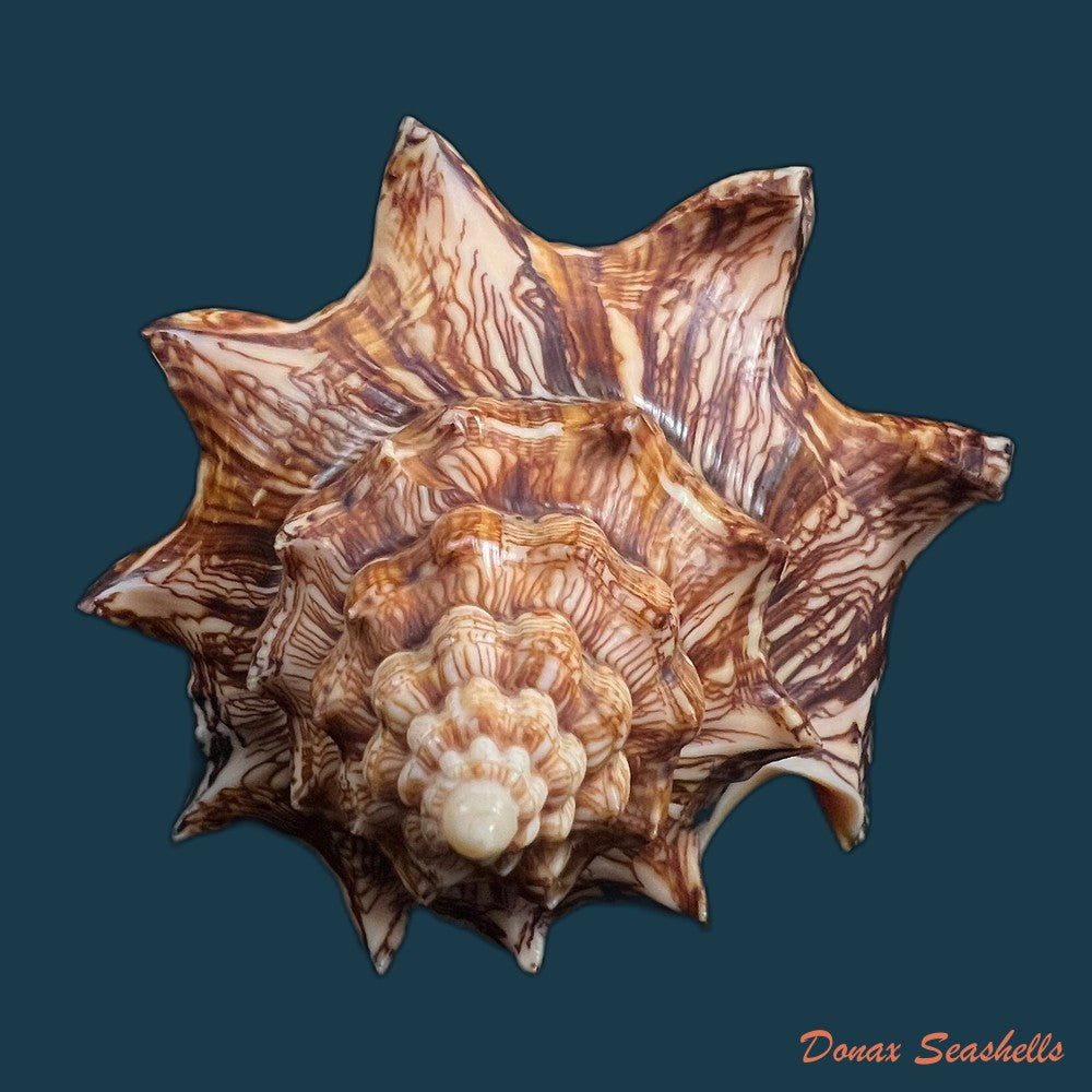 voluta-ebraea-linnaeus-1758-194-1mm-copia-1