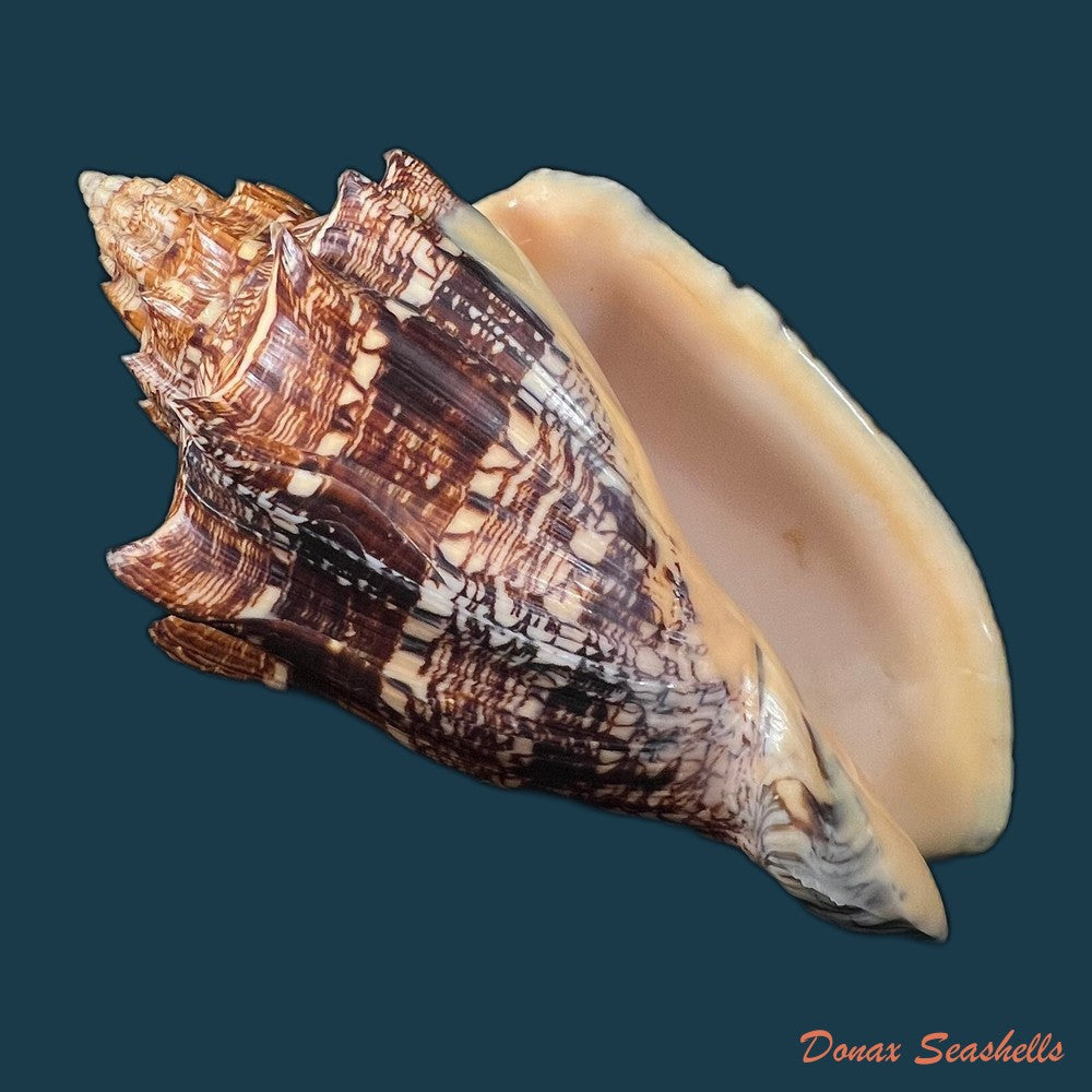 voluta-ebraea-linnaeus-1758-194-1mm-copia-1