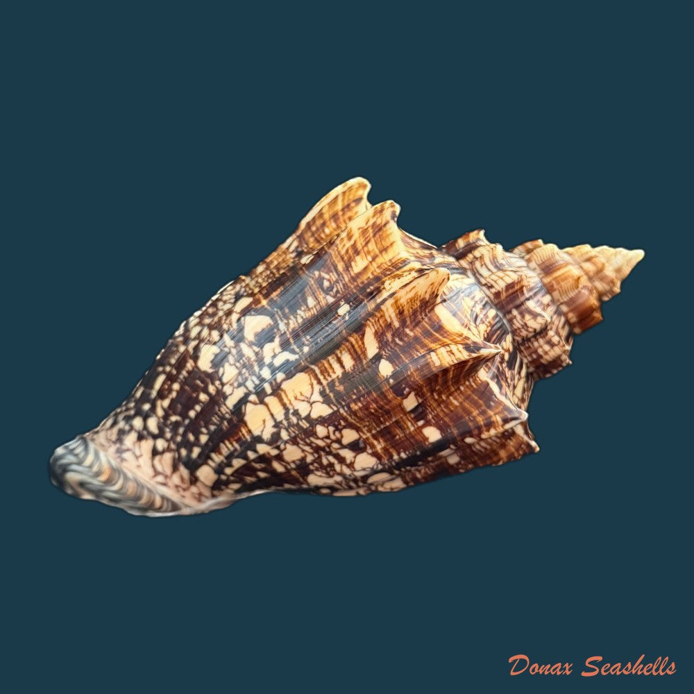 voluta-ebraea-linnaeus-1758-201-4mm-copia-1
