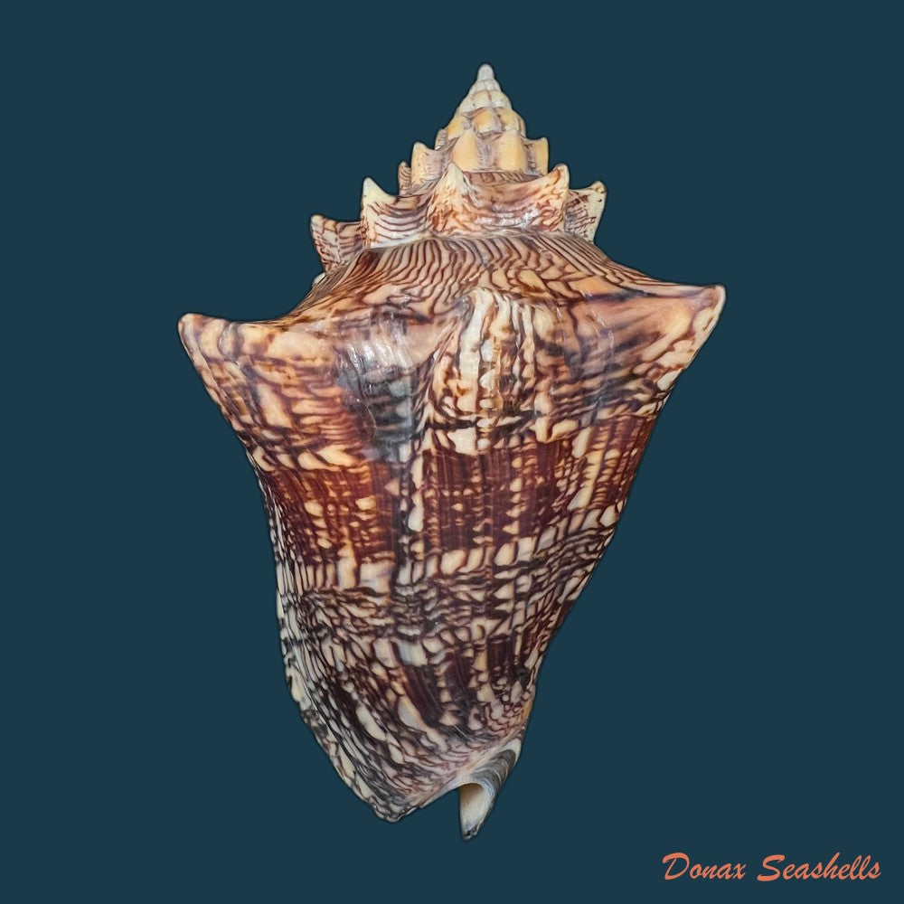 voluta-ebraea-linnaeus-1758-201-4mm-copia
