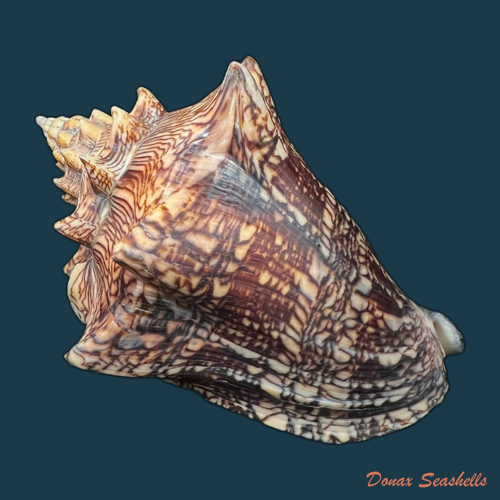 voluta-ebraea-linnaeus-1758-201-4mm-copia