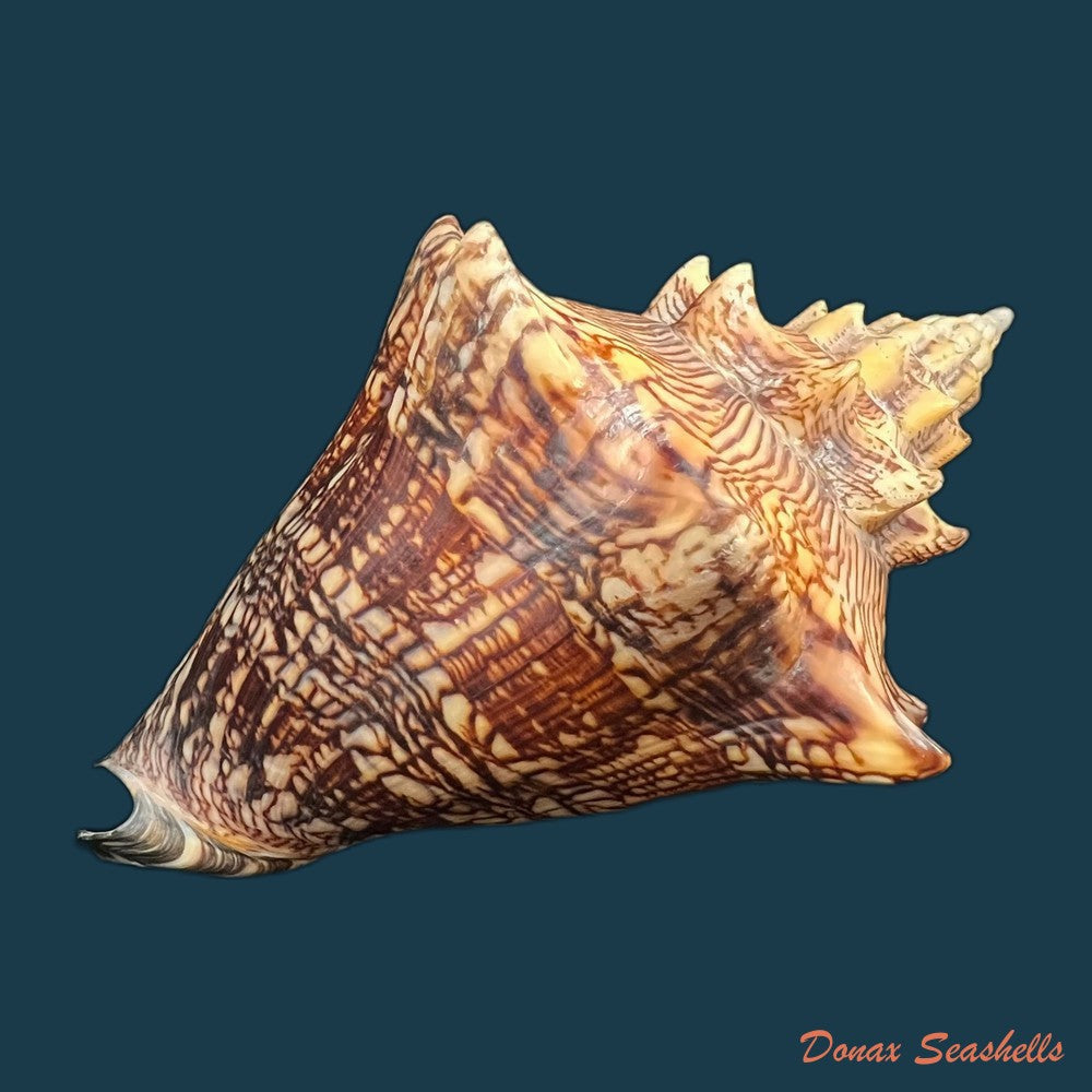 voluta-ebraea-linnaeus-1758-201-4mm-copia