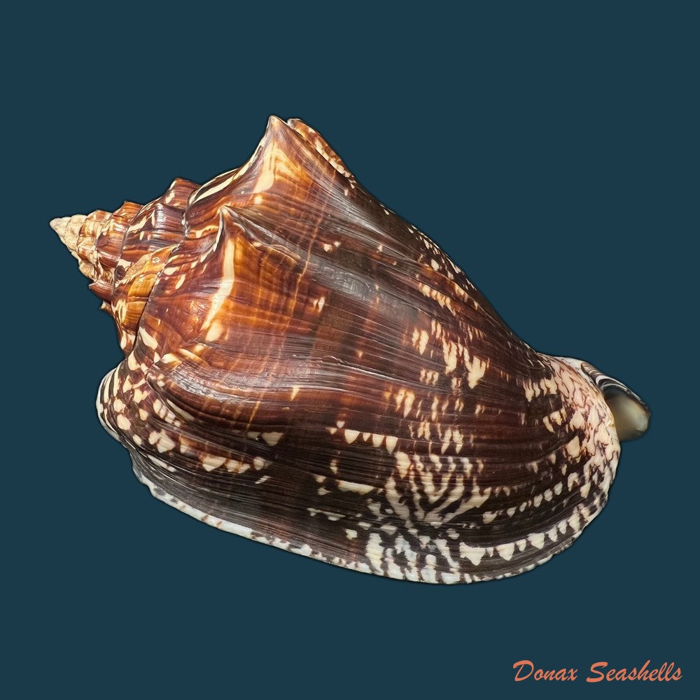 voluta-ebraea-linnaeus-1758-202-8mm-copia